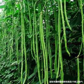 摘不败小叶长款豆角搭架四季豆无筋豆角春秋季蔬菜种子大