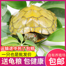 大巴西龟苗活体宠物家养乌龟批发巴西龟小乌龟活物观赏龟送龟粮