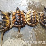 厂家现货自殖鳄鱼龟观赏乌龟北美鳄龟苗小大鳄龟杂佛龟甲鱼大鳄龟