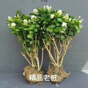 Double-Flowered Extra-Large Jasmine, Strong Fragrance, Old Stump, Outdoor Green Plant, Balcony Flower Potted Plant, Blooming Courtyard Ornamental Plant