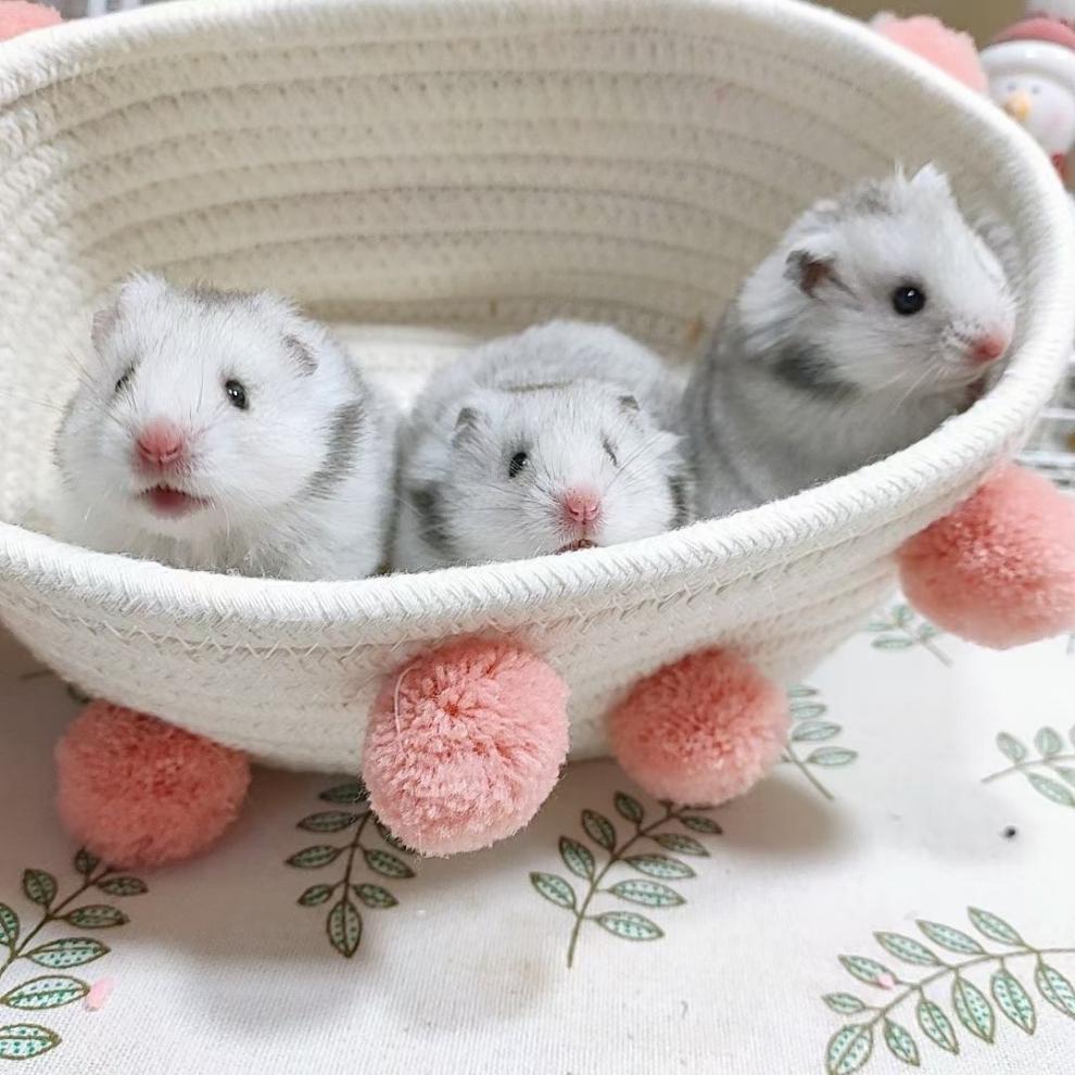 e2666dad-48ba-4491-954e-2b0b60b4c64b.jpe