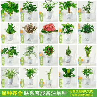 Green Potted Plants, Indoor Flowers, Money Tree, Office Asparagus, Gardenia, Pothos, Hydroponic Small Plants, Succulents Wholesale