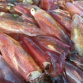 水产干货类;鱼类;鲜活水产