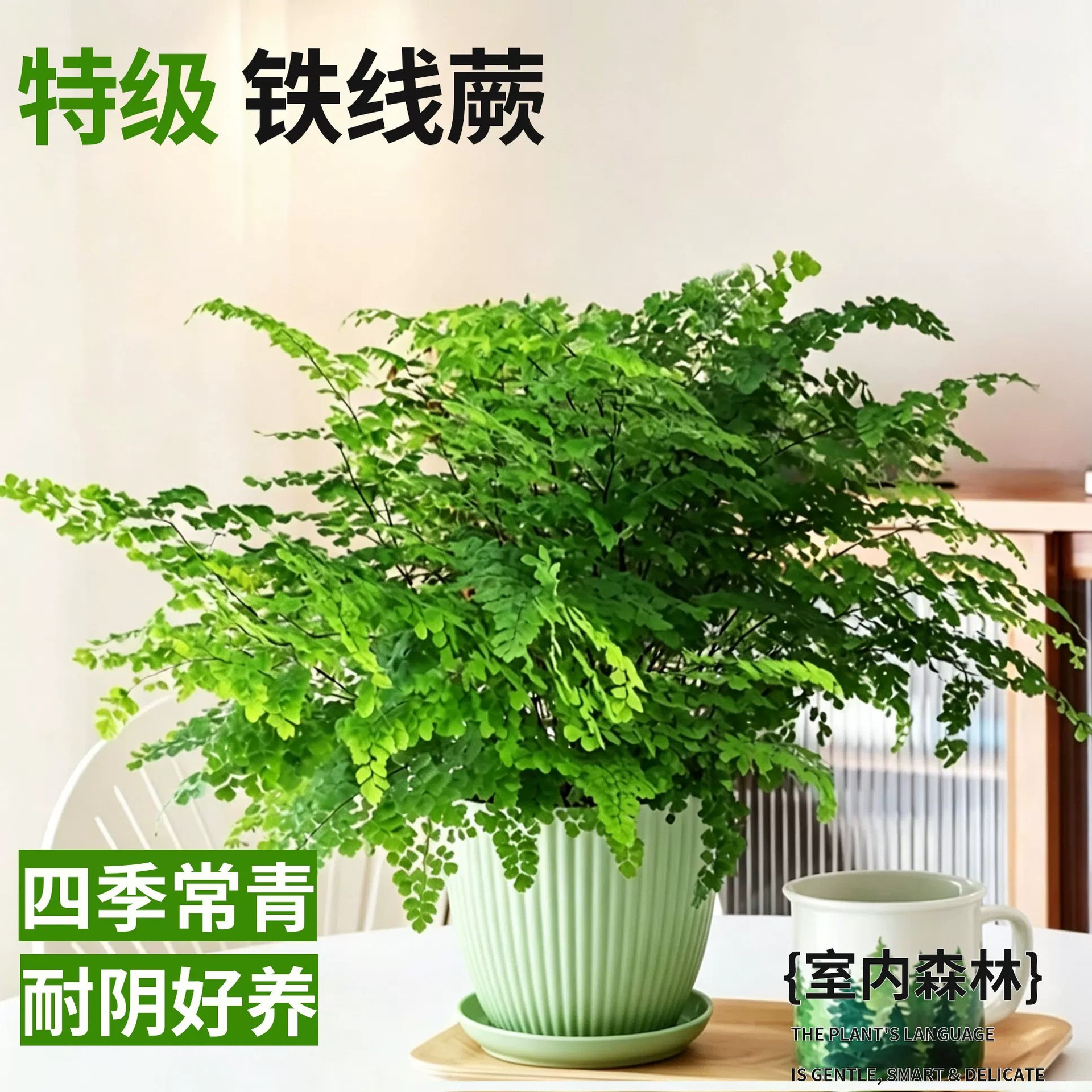 【精品大盆】铁线蕨+简约绿盆
