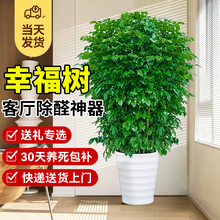 Ҹ͏d҃ȴͺBܾGֲļϘ辰ֲƽ