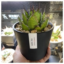 潮流花器黑胶花盆桌面花盆仙人球花盆多肉龙舌兰花盆块根花盆树脂