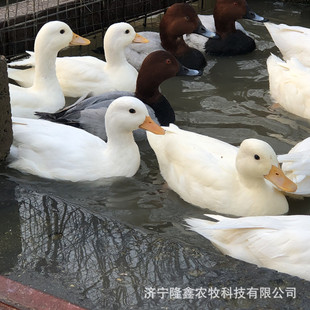 � ������� ��� ���_�����w���� �^�p� ��������Xһ��� ���