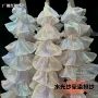 新款卷边欧根纱服装面料