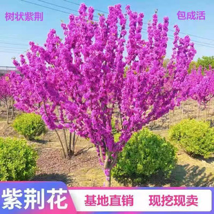 �ļ��_��ͥԺ�L���̓����ܾG��ֲ�����G����������Nֲ�������Ͻ�