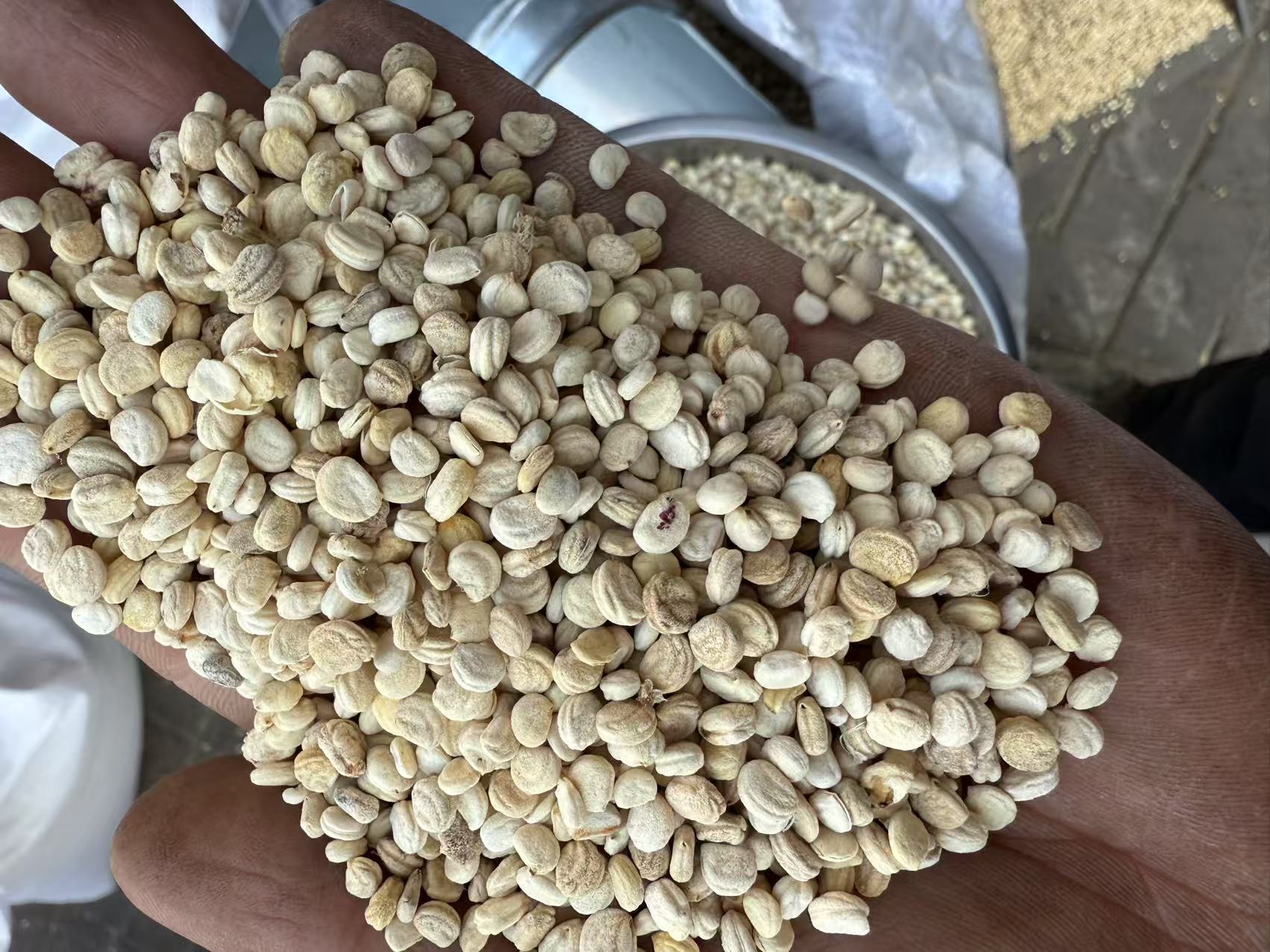 Dried Ginseng Seeds Large Plump White Ren Shen Zi 250g for Cooking and Herbal Soups in use