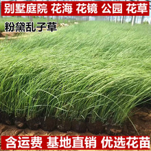 ����y�Ӳݻ�����籭���ѿ���� �ͺ��۴��y�Ӳݻ��������ؾG