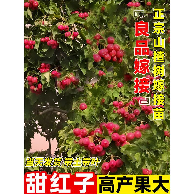 甜红子山楂树活苗大金星大五菱高产嫁接果苗庭院地栽盆栽当年结果