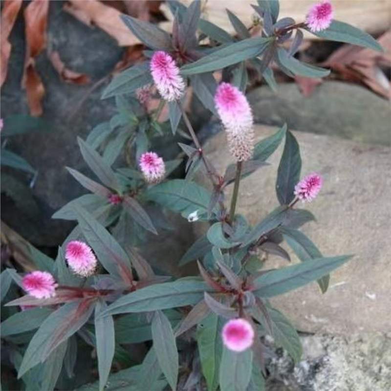 【跨境供货】青葙子种子药材种子狼尾巴花、野鸡脸、珍珠菜、虎尾