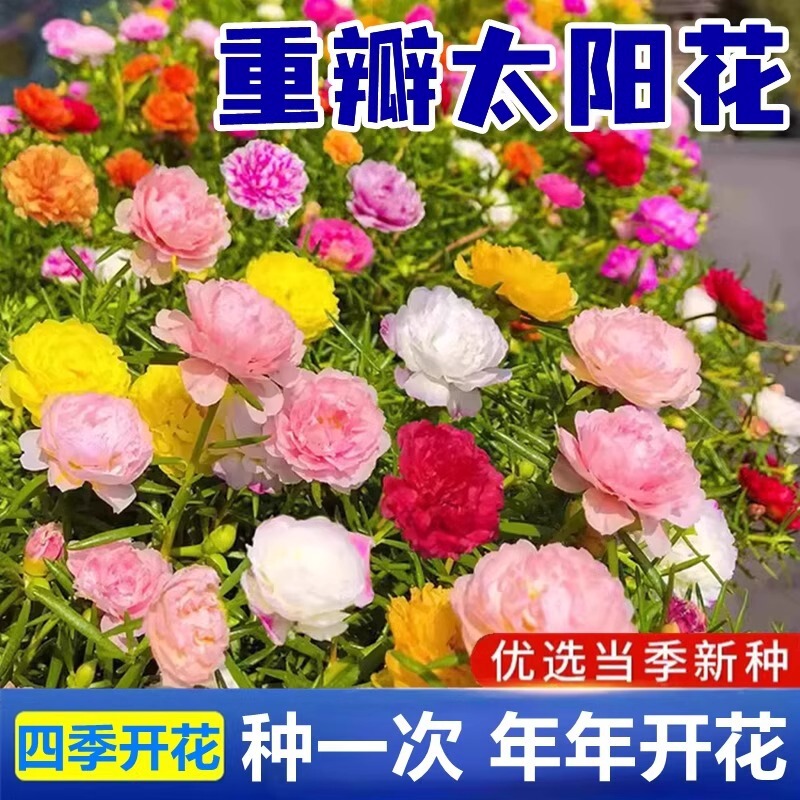 Double-Petaled Sunflower Seeds for Courtyard Gardens, Balcony Potted Flowers, Mixed Color Seeds for Indoor and Outdoor Use, Blooming in All Seasons
