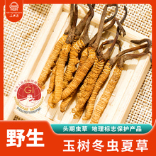 冬虫夏草野生虫草 青海虫草4根1g玉树冬虫夏草 高海拔采挖