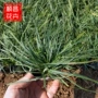 地被青绿绿化栽植苔草
