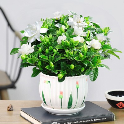 [점장 추천] 부티크 160#싹이 있는 큰 치자나무(튤립 세라믹 화분) + 영양액