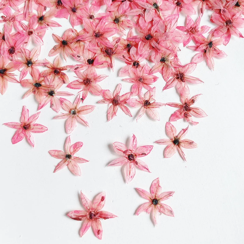 Цветок Порея сушеный цветок образец растения DIY капля клей Чехол для мобильного телефона цветок фоторамка Дизайн ногтей лицо наклейка материал оптом