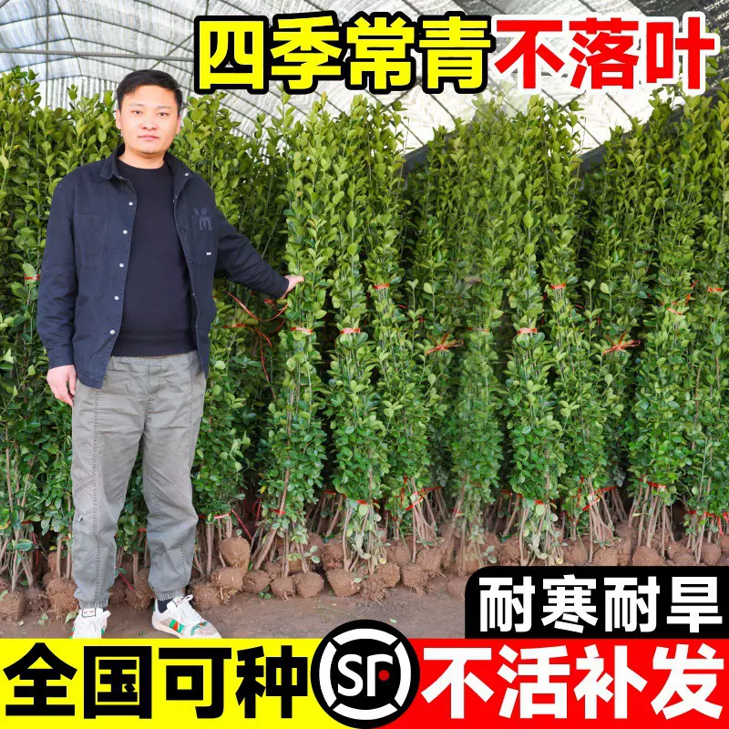 丛生大叶北海道黄杨冬青树苗四季常青围墙篱笆墙绿植绿篱绿化苗木