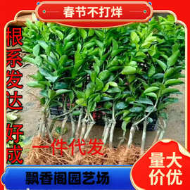 无籽沃柑苗 091无核 沃柑树苗 香橙头钻木嫁接橘子苗盆栽地栽柑橘