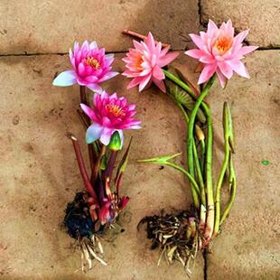 Mini Small Water Lily Root Block Pond Pool Hydroponic Plant Potted Water Culture Aquatic Flower Lotus Bowl Lotus Root