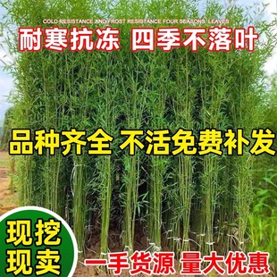Bamboo Seedlings, Courtyard Ornamental Bamboo, Evergreen Purple Bamboo, Golden Bamboo, Gold Inlaid Jade, Ground Potted Plants, Luohan Bamboo, Moso Bamboo Seedlings