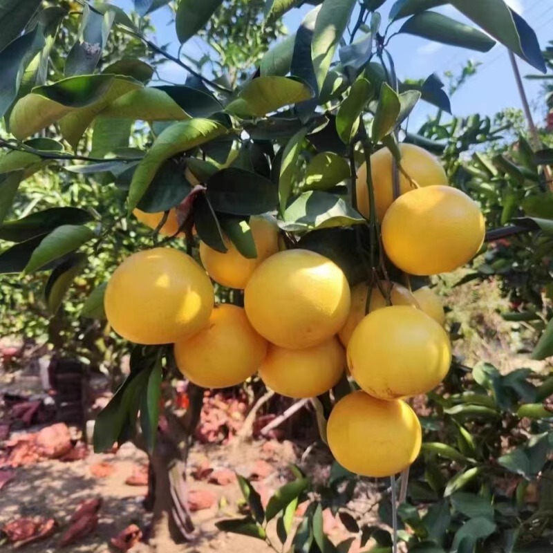 Taiwan Sweet Grapefruit Seedlings, Yellow Heart Grapefruit Seedlings, Grafted Cocktail Grapefruit Seedlings, Golden Grapefruit Saplings