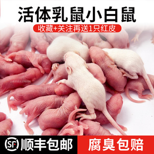 ������С�������ߟo���������D��Ͼ��齡�����w�l���������Ї�