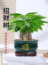 三杆发财树盆栽好养易活室内植物办公室客厅绿植小盆景招财树花卉