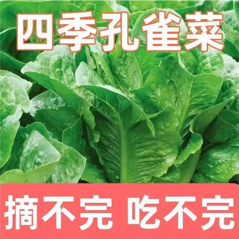 Павлинья капуста не подвержена вредителям и не требует опрыскивания пестицидами. Он хрустящий, сладкий и очень питательный. Вертикальный салат посевной в любое время года. Салатовые овощи.