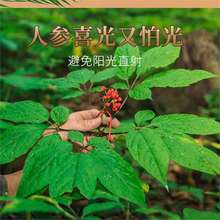 羳؛˅NҰɽ˅ļ׷N׻҃^