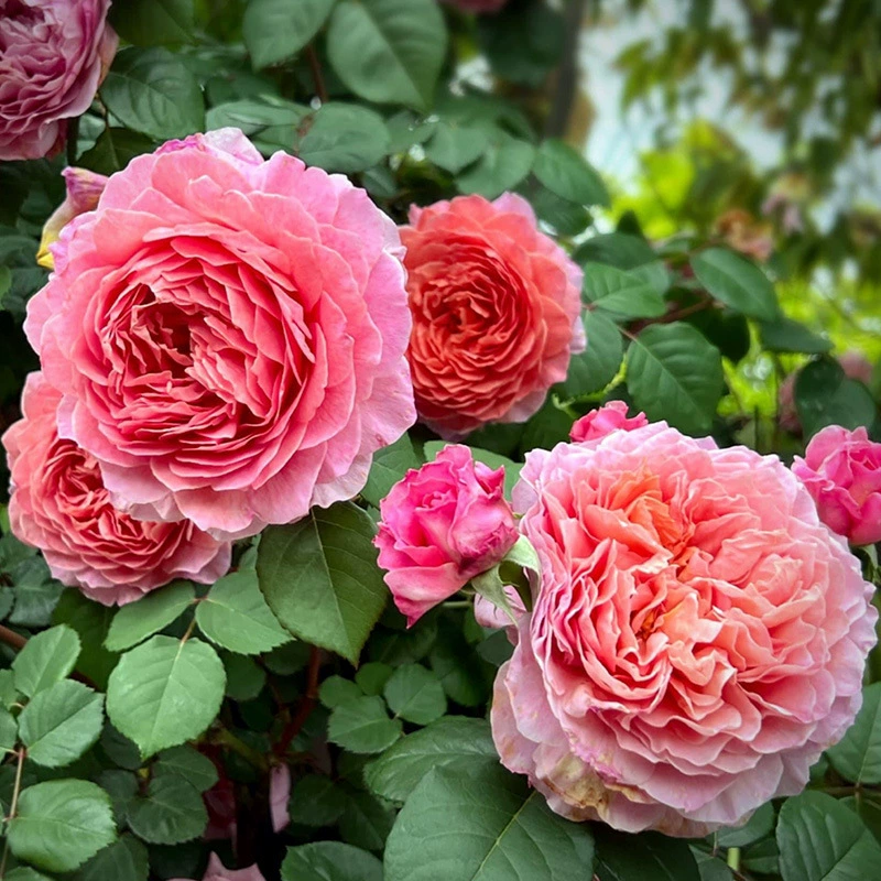 Роза Kingfisher Vine, рассада роз, многовременное цветение, большие цветы, ароматная чайная роза, цветочные растения для двора и террасы