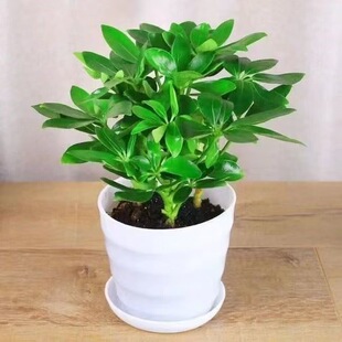 һ�����l���_ľ�lؔ����������ľ�Z�Ʋ��҃ȾGֲ�����ļ�����ֲ��