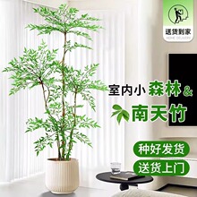 造型南天竹客厅沙发边盆栽大型绿植物办公室内旺宅真花大号禄植