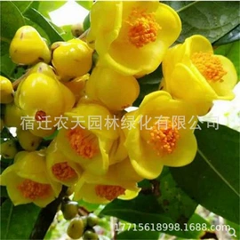 盆栽;种子;树苗