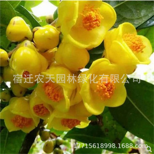 �S��𻨲����Խ�軨ɽ�軨�����̨�����ļ��Gֲ���Sɫ���FƷ�N