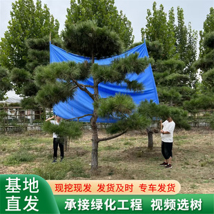 ���;��^�ɘ� �������� ̩ɽӭ���Ɉ@��5�״������ͺ��� ����