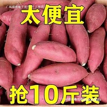 板栗红蜜薯新鲜现挖10斤当季山芋糖心沙地西瓜红著地瓜番薯5烟薯
