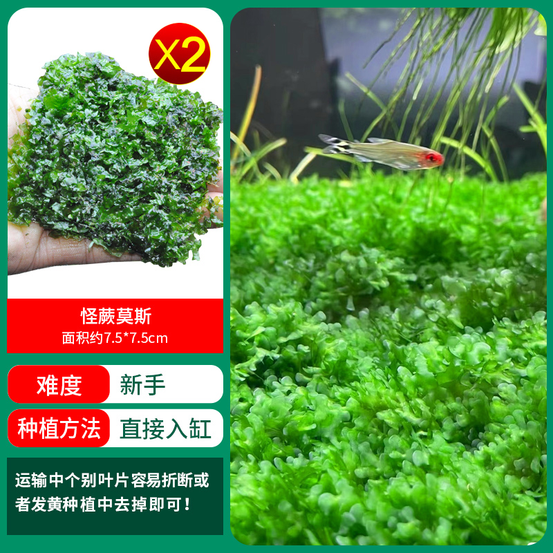 이상한 고사리 이끼 1개 구매 2개