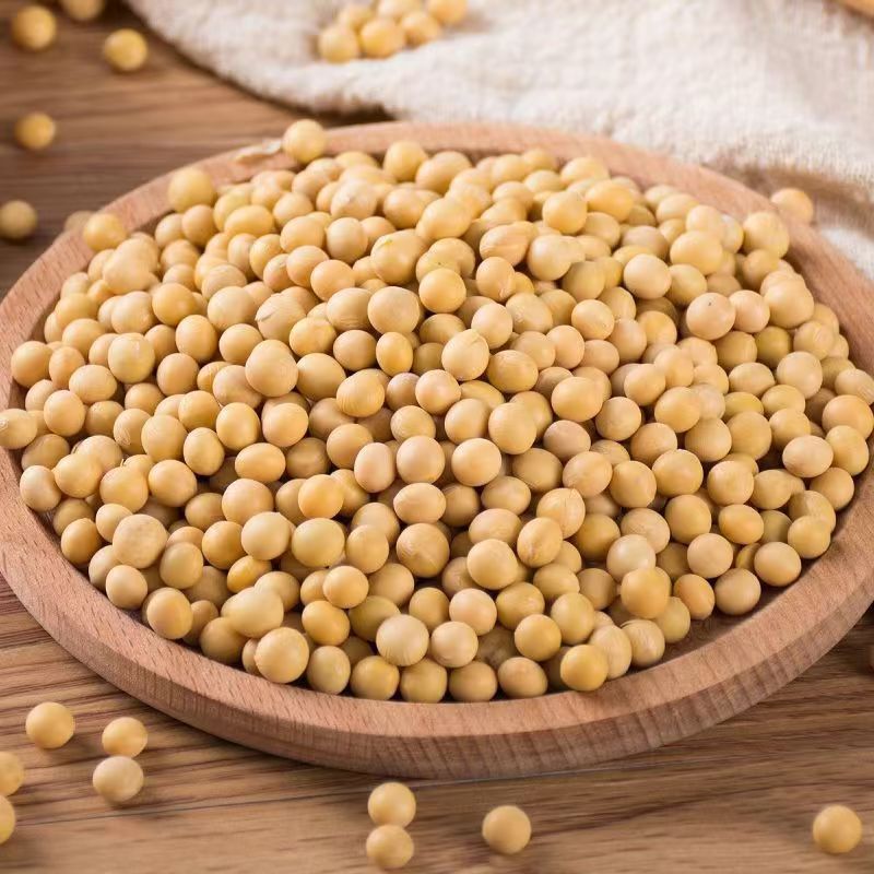 当季新货发豆芽新黄豆生黄豆芽黄豆小黄豆做豆腐农家自种一件代发