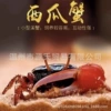 1 watermelon crab