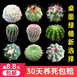 盆景;女士手提包;女士斜挎包