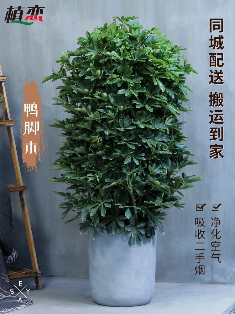 鸭脚木盆栽 八方来财发财树冬季不怕冷大型开业送礼招财植物南京