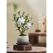 带栀子花小盆景四季盆栽植物小叶桌面绿植办公室开花好养花苞室内