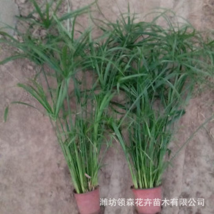 Park Water Bodies, Wetlands, Umbrella Grass, Greening Projects, Seedlings, Emergent Plants, Aquatic Plants, Windmill Grass Bases, Wholesale