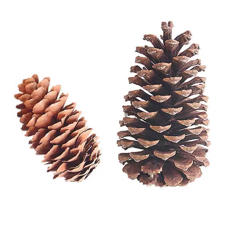 Оптовая продажа украшения сосновых шишков Сосновая башня дикие DIY материалы ручной работы