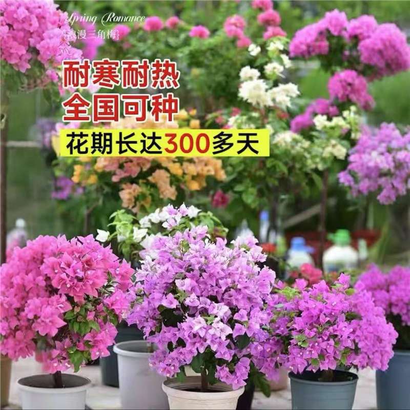 Ciruela triangular planta en maceta nueva variedad de flores de flores de rosa balcón patio aire purificado cuatro estaciones flores bonsai