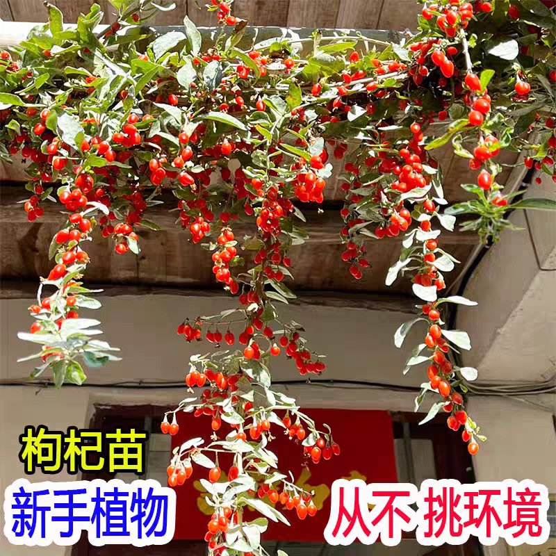 枸杞子大果红枸杞树苗黑枸杞南方北方地栽盆栽黄枸杞当年结果树苗