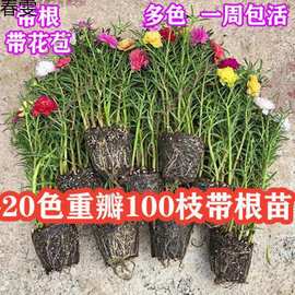 盆栽花卉绿植重瓣太阳花花苗带根带花苞四季开花植物阳台庭院宿根