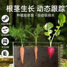 mideer弥鹿 儿童种植观察盒植物根茎生长手工diy科学小实验套装